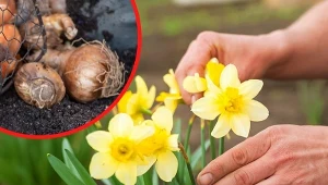 Narcyzy posadzone pod koniec lata, pięknie zakwitną na wiosnę.