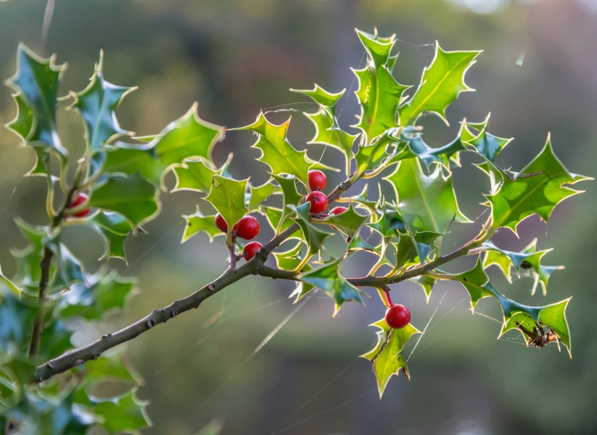 Ostrokrzew to roślina dobrze znana fanom Harr'ego Pottera