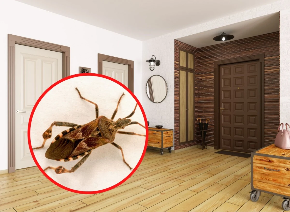 Wtyk amerykański to inwazyjny gatunek pluskwiaka, który przywędrował do Polski z Ameryki Północnej