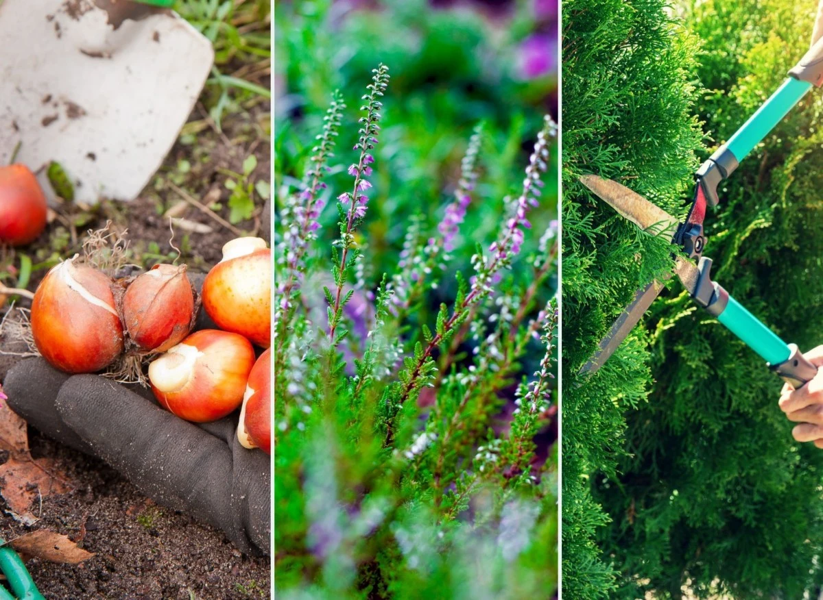 We wrześniu pamiętaj o tych pracach ogrodowych