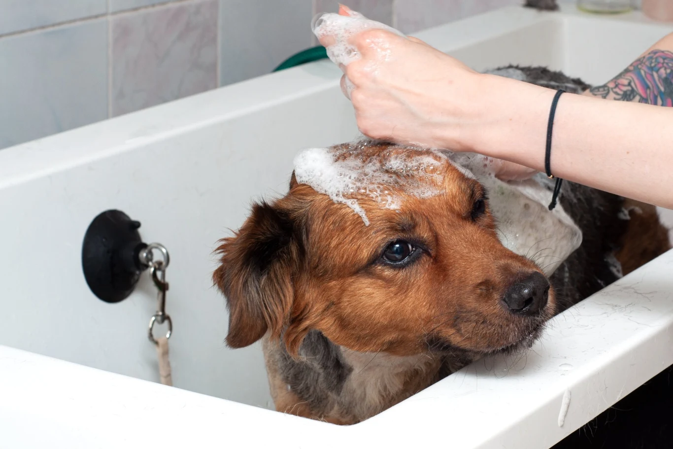 Najlepiej przeciwko pchłom działa szampon, który jest bezpieczny dla zwierząt