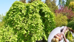 Wiąz jest niesamowitą dekoracją ogrodu, która nadaje przestrzeni wytwornego charakteru. Fot.