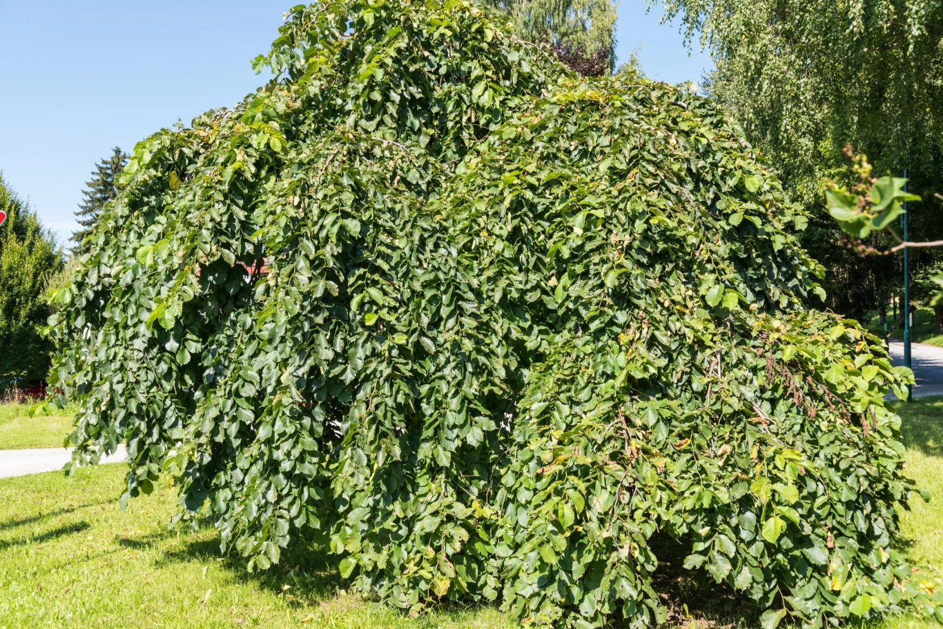 Wygląd wiązów może różnić się w zależności od wybranego gatunku