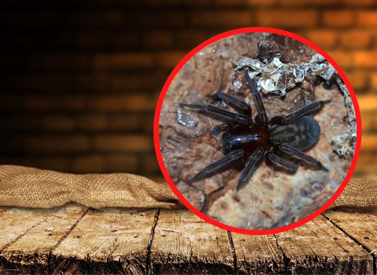 Sidlisz piwniczny jest jednym z największych przedstawicieli z rodziny sidliszowatych