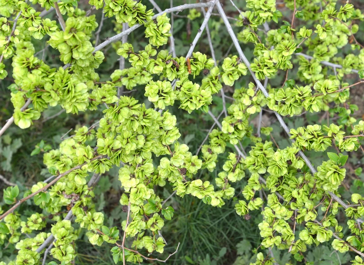 Wiąz Turkiestanu to ciekawa, ale mało znana roślina na żywopłot