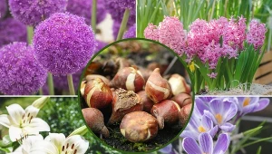 Teraz jest dobry czas, by posadzić je w ogrodzie. Poznaj najpiękniejsze kwiaty cebulowe.