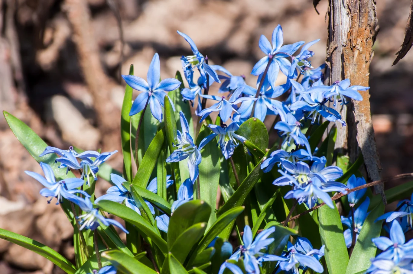 Cebulica syberyjska jest byliną cebulową pochodzącą z zachodniej Azji, Kaukazu i wschodniej Europy