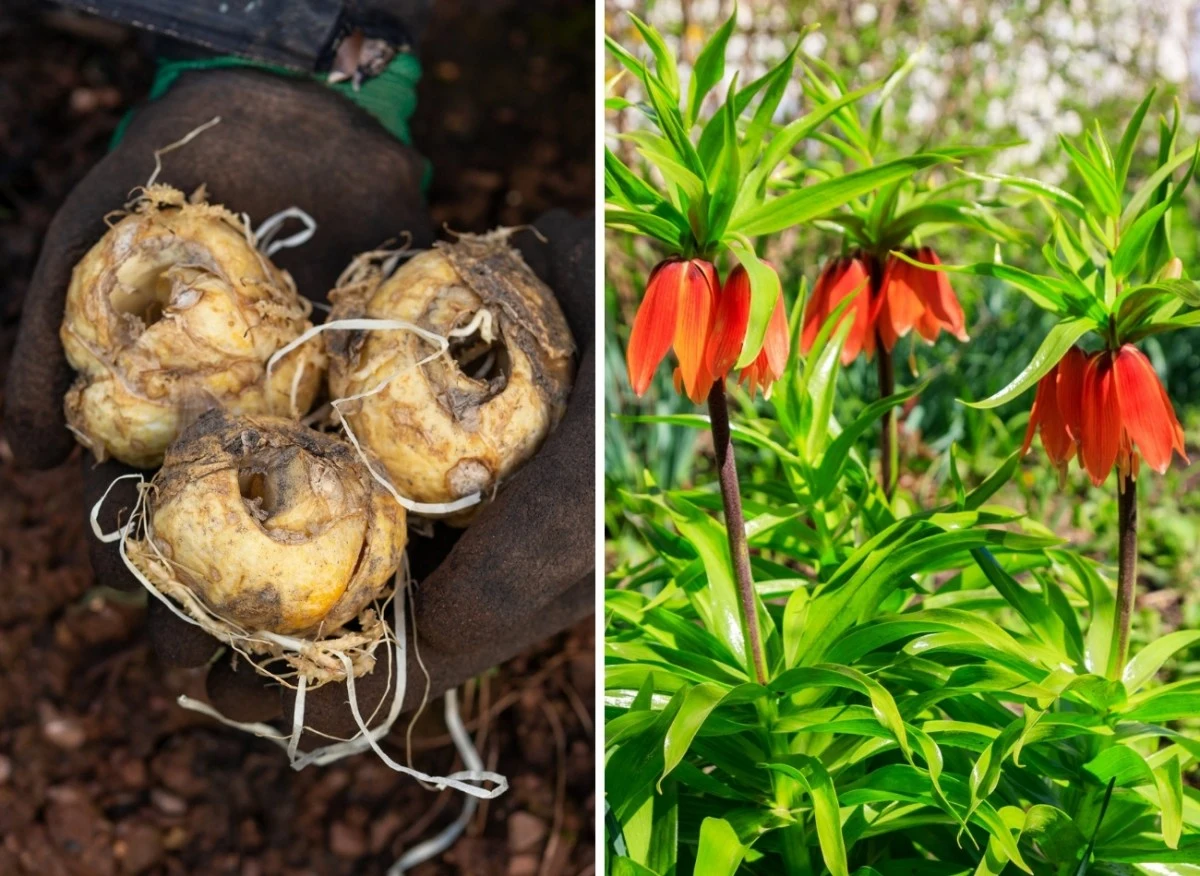 Prawidłowe posadzenie korony cesarskiej jest bardzo ważnym zabiegiem, który wpływa na późniejszy rozwój rośliny