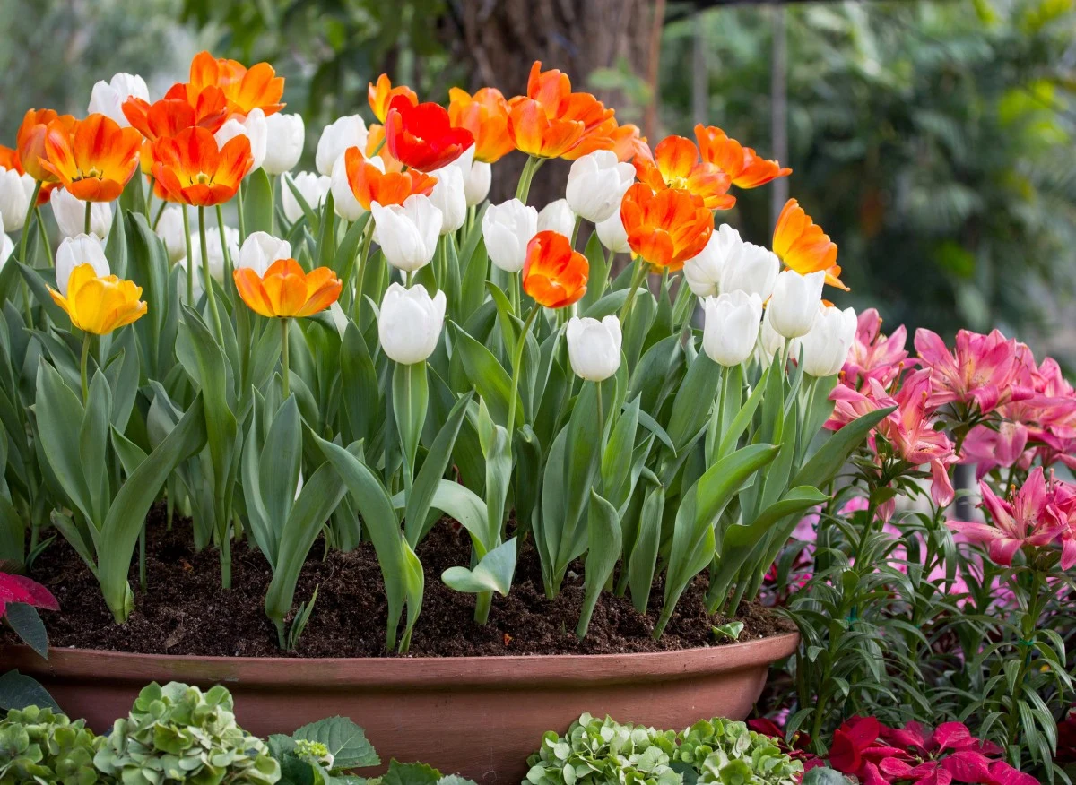 Rośliny cebulowe mogą być dekoracją naszych balkonów i tarasów przez wiele lat