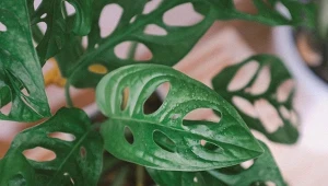 Monstera monkey mask nie jest trudna w uprawie.