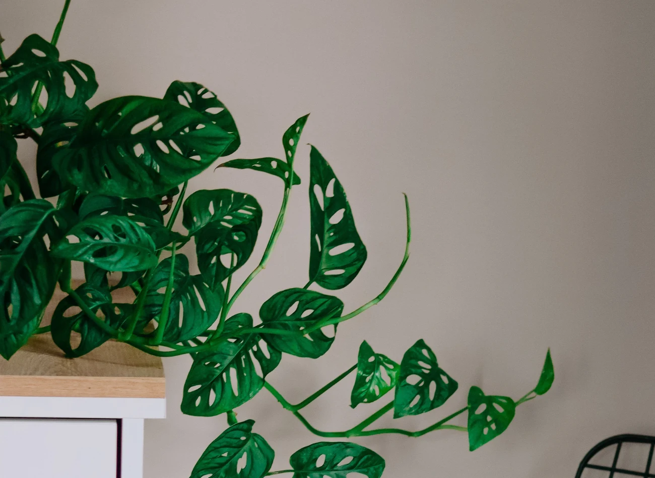 Monstera monkey mask wymaga dużej wilgotności powietrza