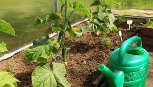 Sprawdź, co można posadzić, a czego nie w miejscu po ogórkach.