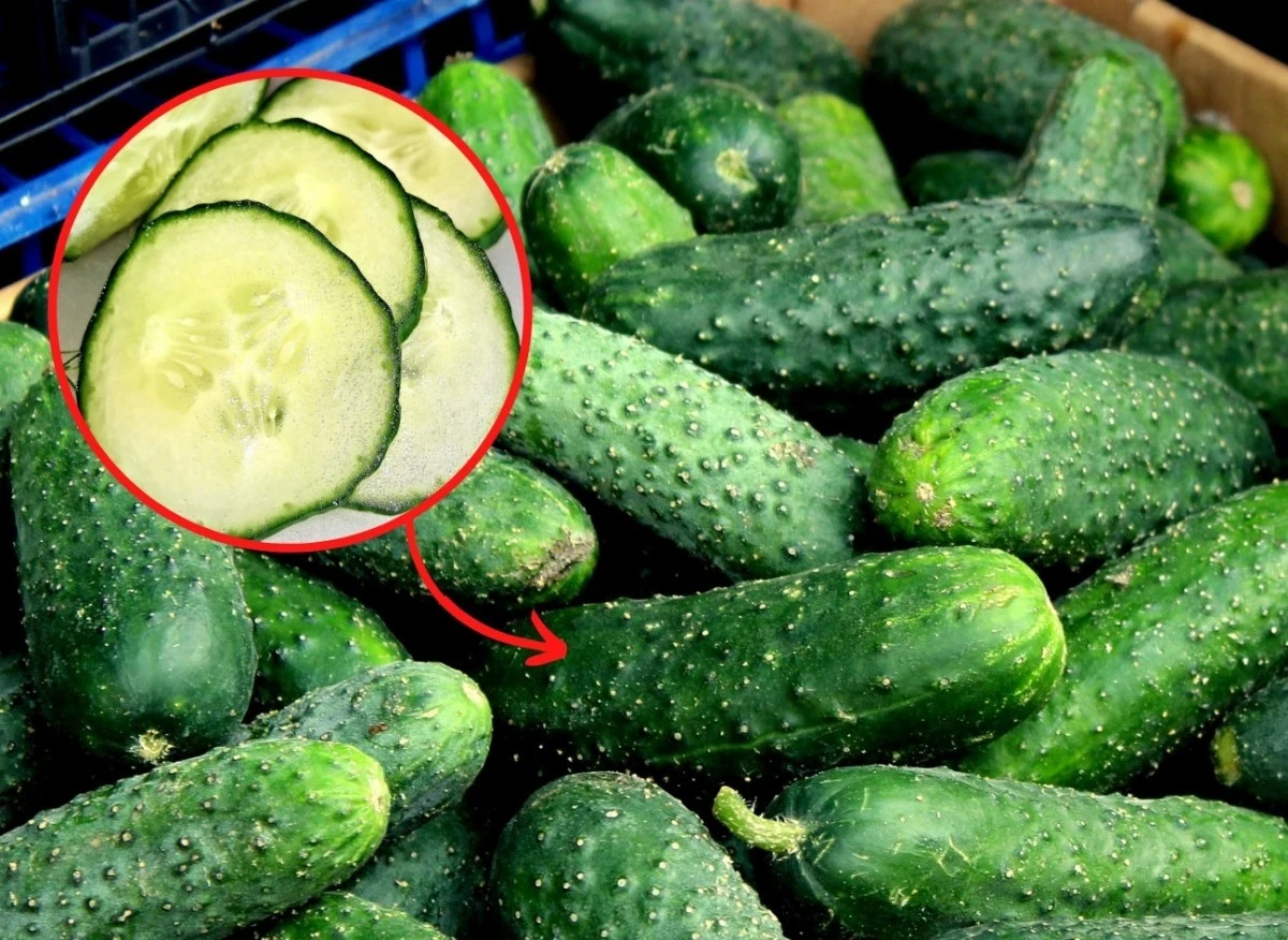 Zbieranie nasion ogórków nie jest wcale trudne