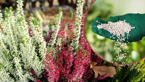 Nawożenie wrzosów ma ogromny wpływ na ich całoroczną kondycję.