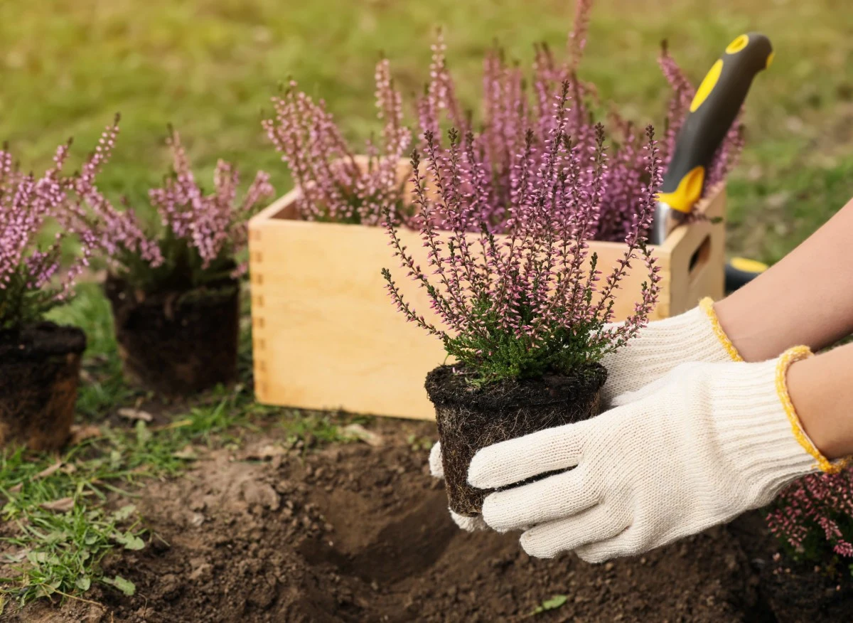 Właściwie pielęgnowane wrzosy przetrwają w ogrodzie wiele lat