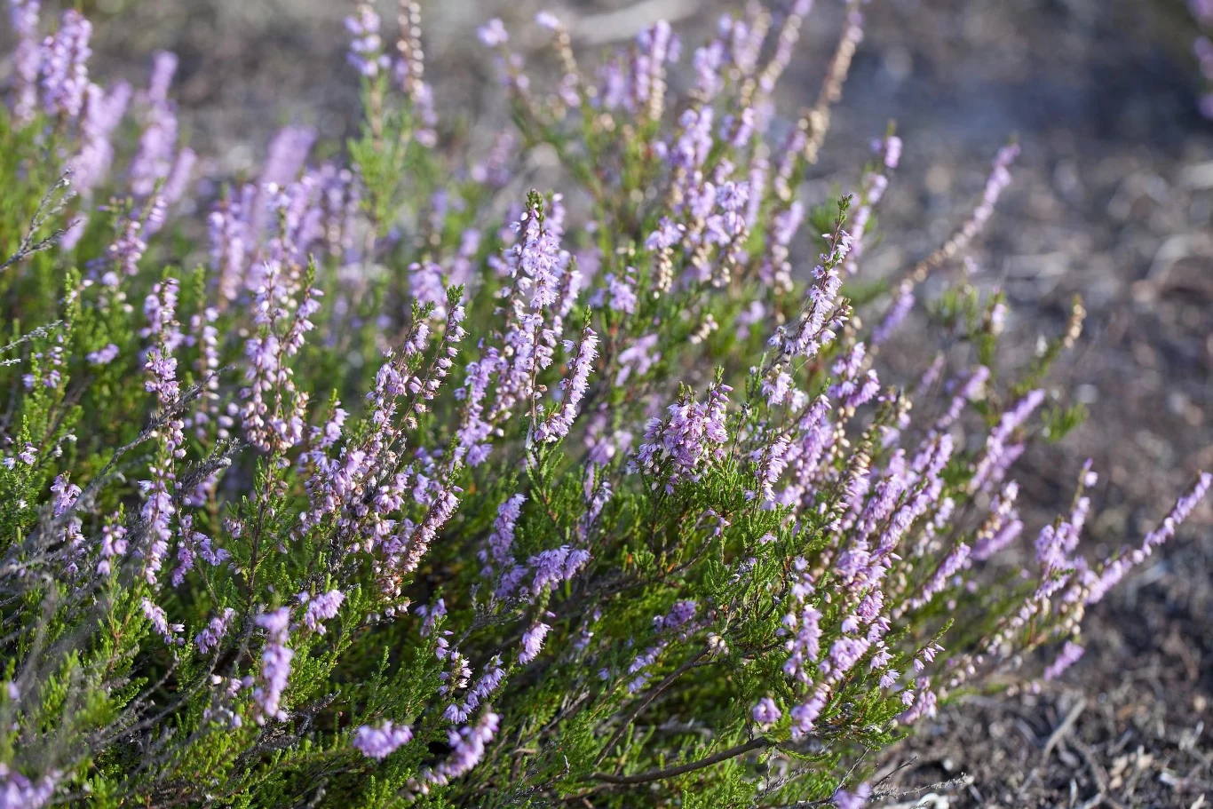To, czym nawozić wrzosy, zależy od pory roku