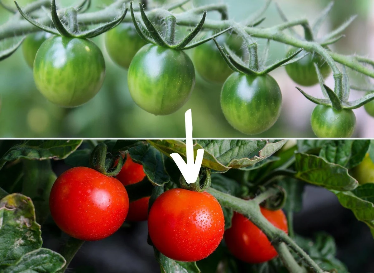 Zdarza się, że pomidory nie dojrzewają na krzaku, długo pozostają zielone lub nie nabierają czerwonego koloru w ogóle