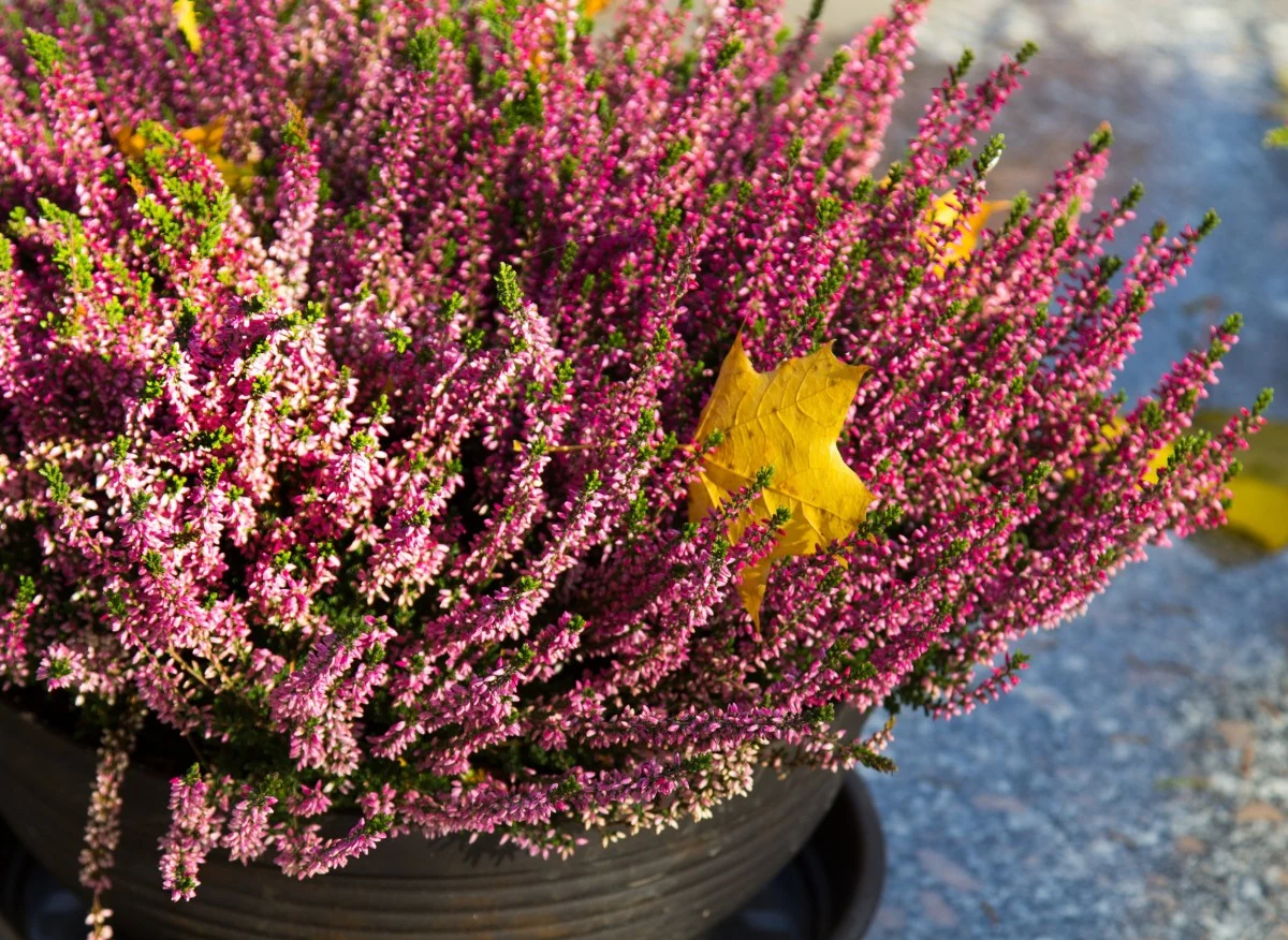 Wrzosy, choć są dość kapryśne w uprawie i wymagają sporo zabiegów pielęgnacyjnych, cieszą się dużym zainteresowaniem