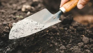 Wapnowanie gleby to ważny zabieg pozwalający podwyższyć odczyn pH gleby zbyt kwaśnej, a także uzupełnić w glebie niedobory wapnia przyswajalnego dla roślin.