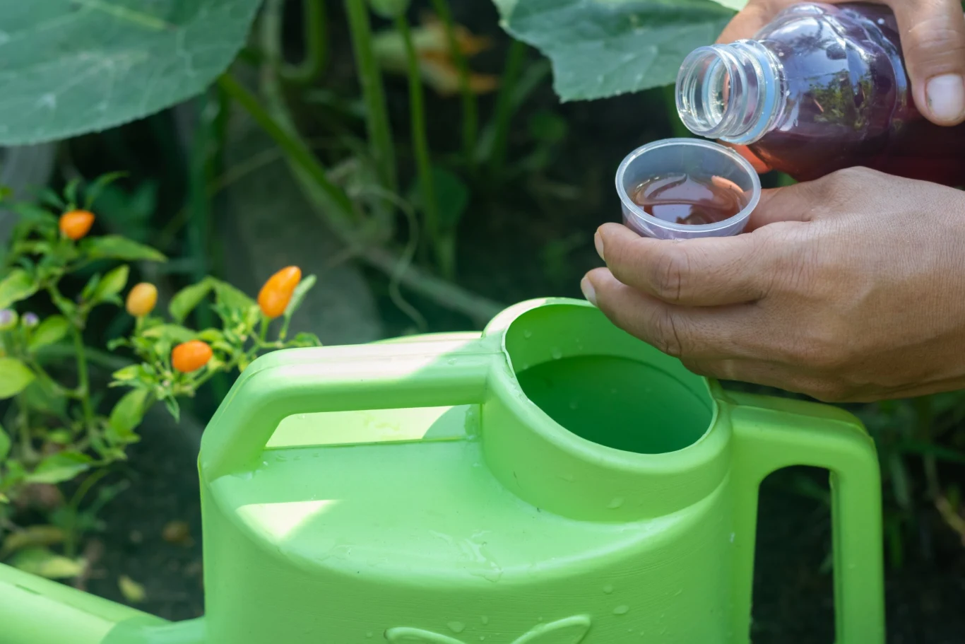 Stosowanie moczu w ogrodzie co do zasady jest całkowicie bezpieczne, jednak konieczne jest rozcieńczanie go