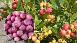 Borówka amerykańska Pink Lemonade  jej owocowanie może trwać nawet do października.