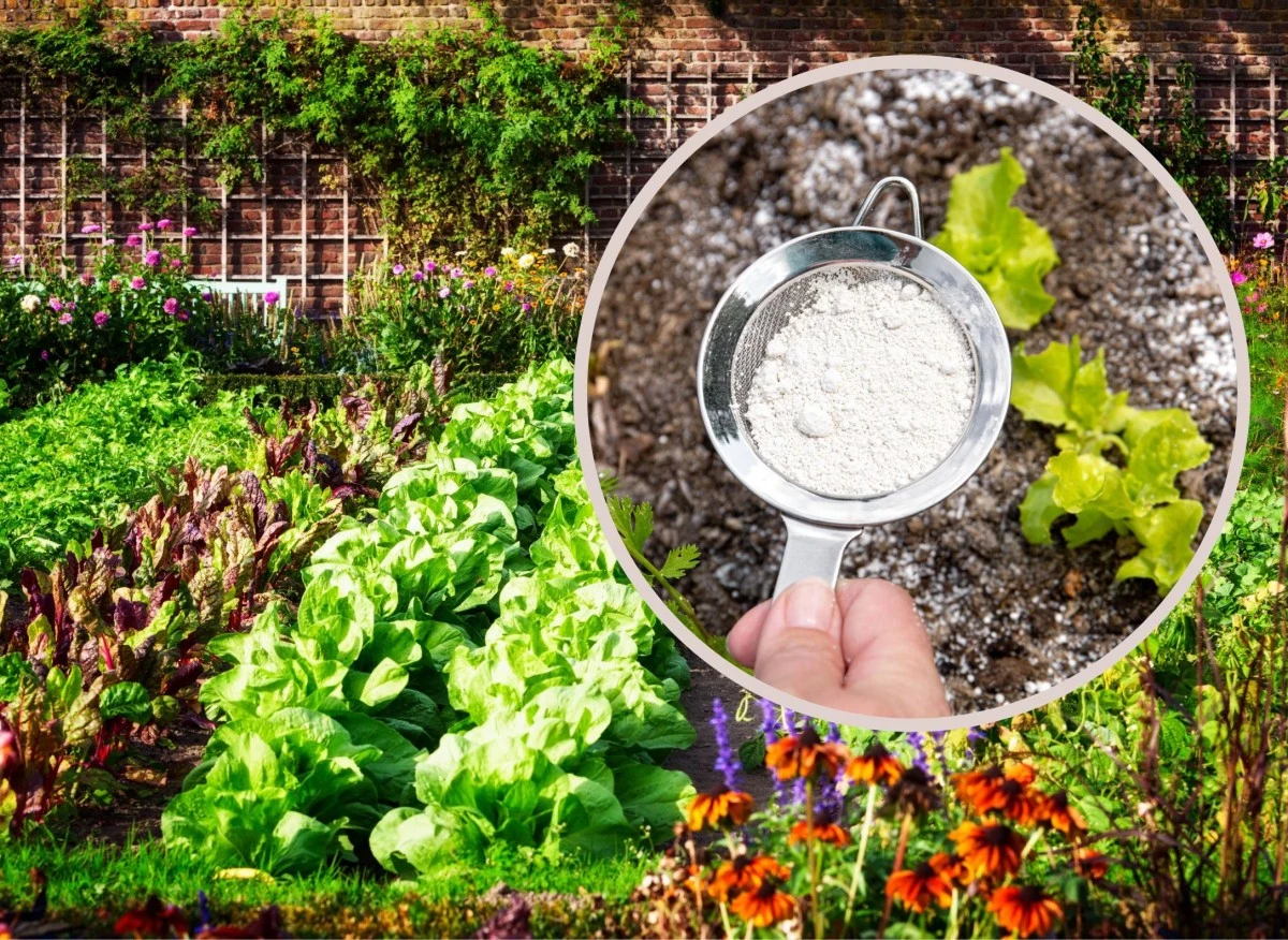 Opylanie roślin jest dobrym sposobem, aby pozbyć się szkodników z roślin