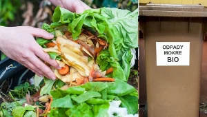 Fot.123RF/EastNews (Piotr Kamionka)