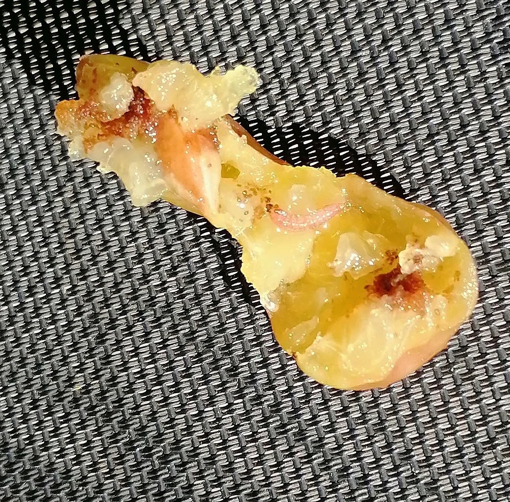 Larwy owocówki śliwkóweczki żerują w śliwkach i pozostawiają w nich swoje odchody