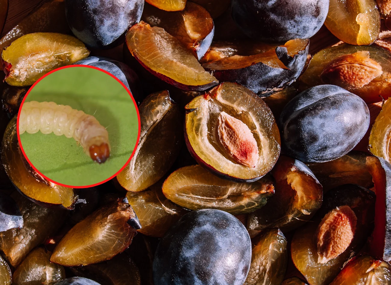 Zbyt wczesne opadanie śliwek może świadczyć o żerowaniu szkodników