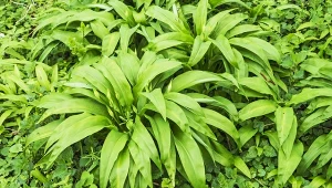 Czosnek niedźwiedzi bywa nazywany naturalnym antybiotykiem.