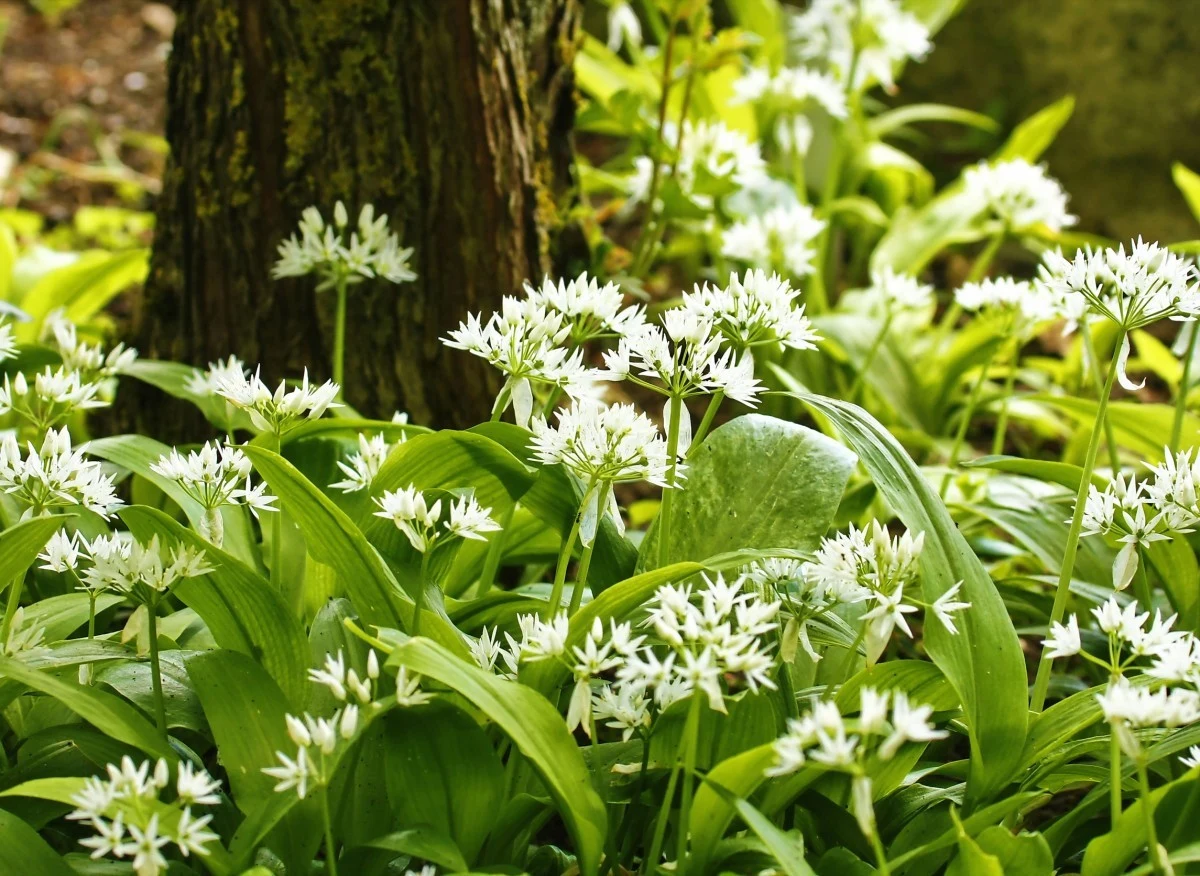 Czosnek niedźwiedzi można znaleźć na terenach leśnych