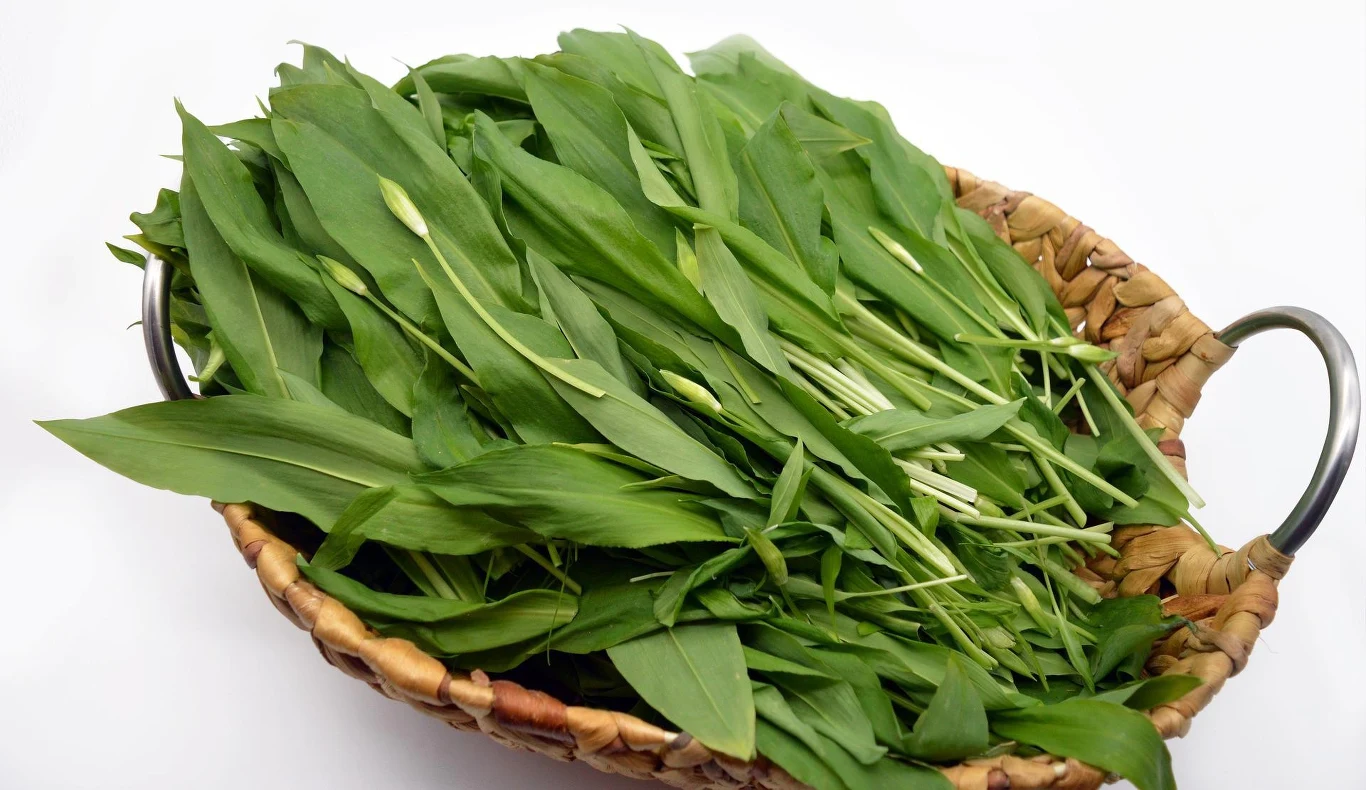 Zbiór czosnku niedźwiedziego przeprowadza się wiosną