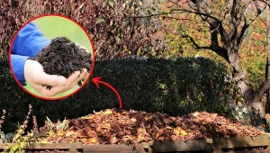 Kompost z liści sprawdzi się do ściołkowania rabat. Fot. 123RF.com/Pixabay