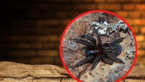 Sidlisz piwniczny jest jednym z największych przedstawicieli z rodziny sidliszowatych. Fot.123RF/CC Search