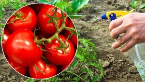 Zamiast szkodliwej dla zdrowia chemii wykorzystaj ekologiczne gnojówki.