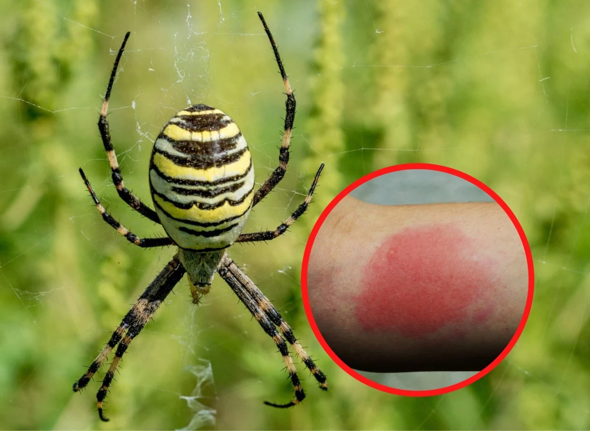 Pająk tygrysi to jeden z największych pajęczaków, które można spotkać na terenie naszego kraju