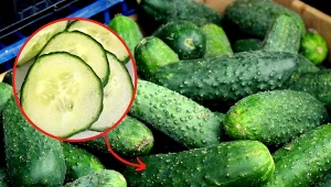 Zbieranie nasion ogórków nie jest wcale trudne.