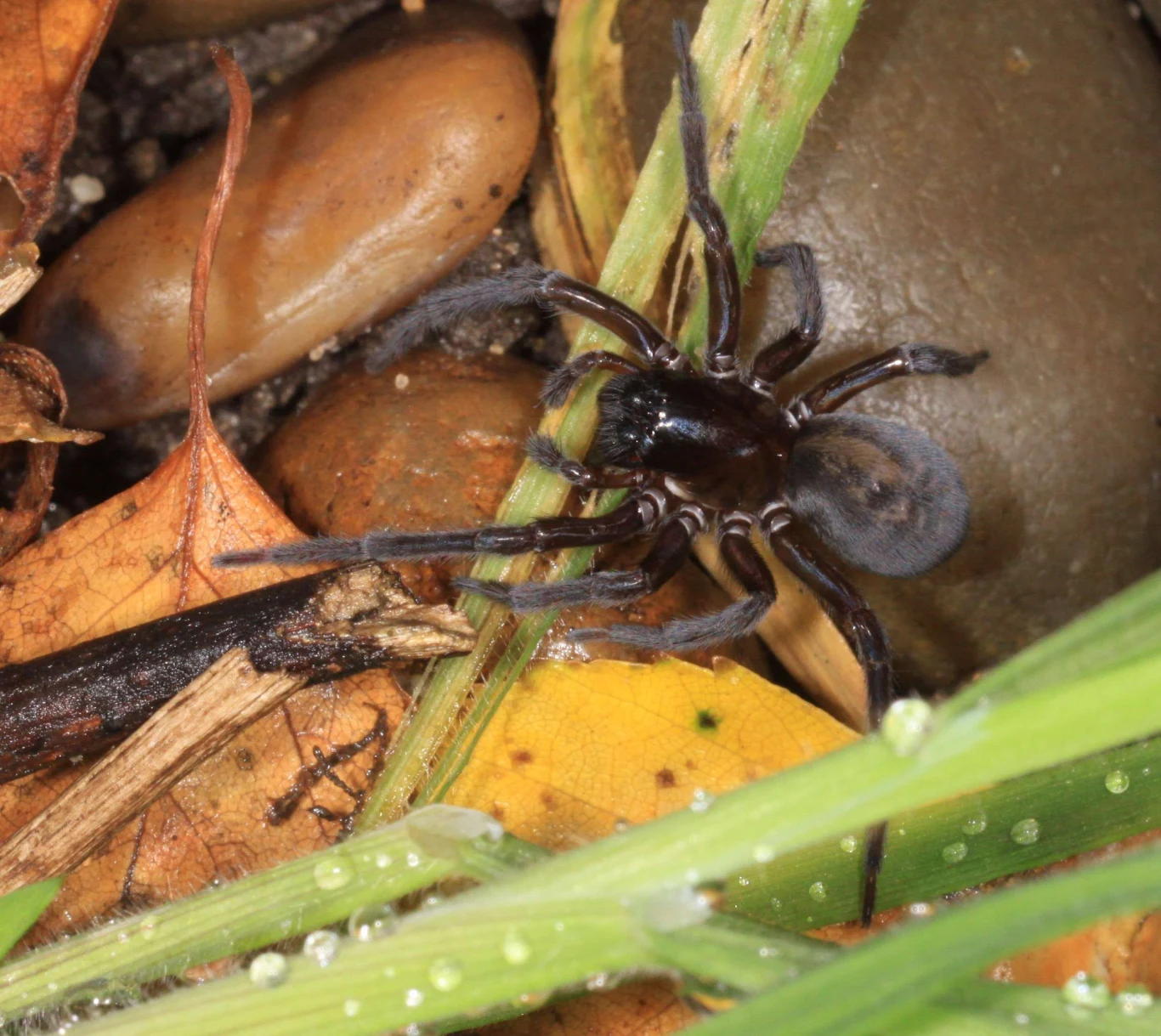 Ukąszenie sidlisza piwnicznego może przypominać użądlenie pszczoły
