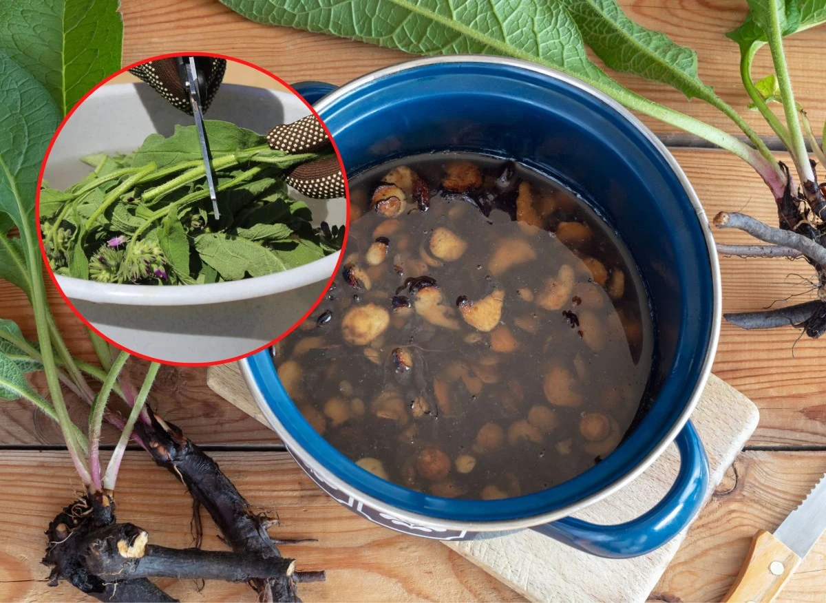 gnojówka z żywokostu