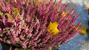 Wrzosy, choć są dość kapryśne w uprawie i wymagają sporo zabiegów pielęgnacyjnych, cieszą się dużym zainteresowaniem.