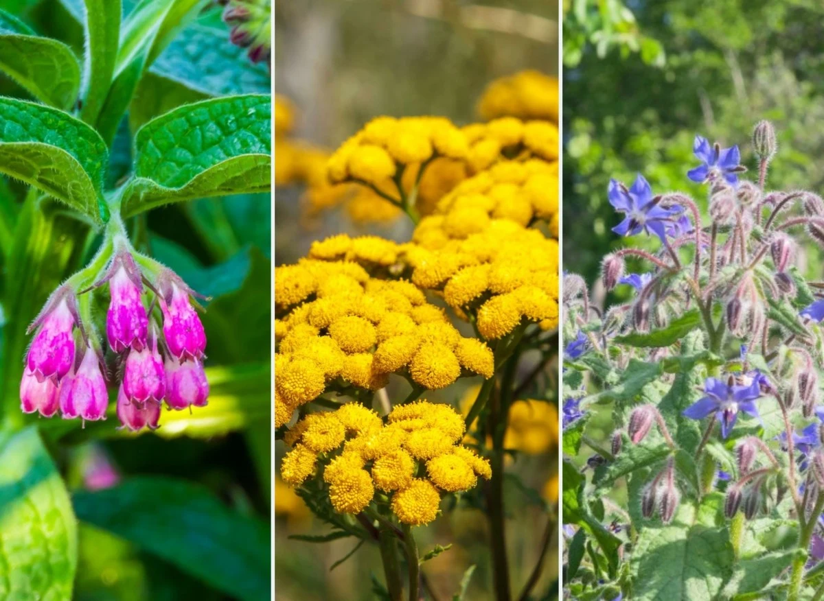 Do przygotowania gnojówki potrzebne są zielone części różnego typu chwastów lub warzyw