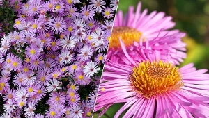 Astry to jedne z najpopularniejszych kwiatów jesiennych.
