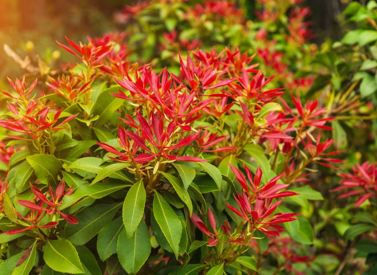 Pieris to ciekawa zimozielona roślina wrzosowata, którą uprawia się podobnie jak różaneczniki