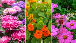 Warto wiedzieć, co owocuje we wrześniu tak, aby zdążyć, zebrać plony na czas. Wczesną jesienią możemy zbierać m.in. gruszki i orzechy włoskie.