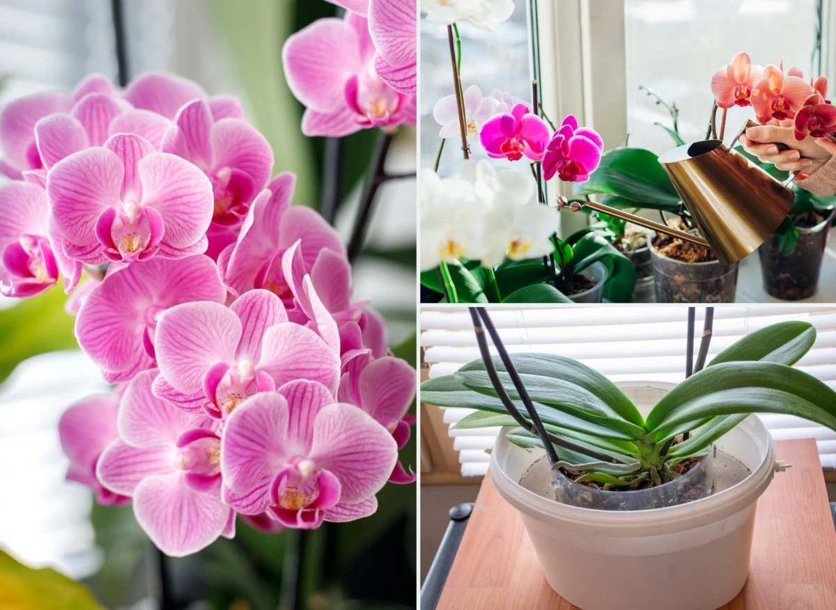 Podlewać storczyki można na dwa sposoby