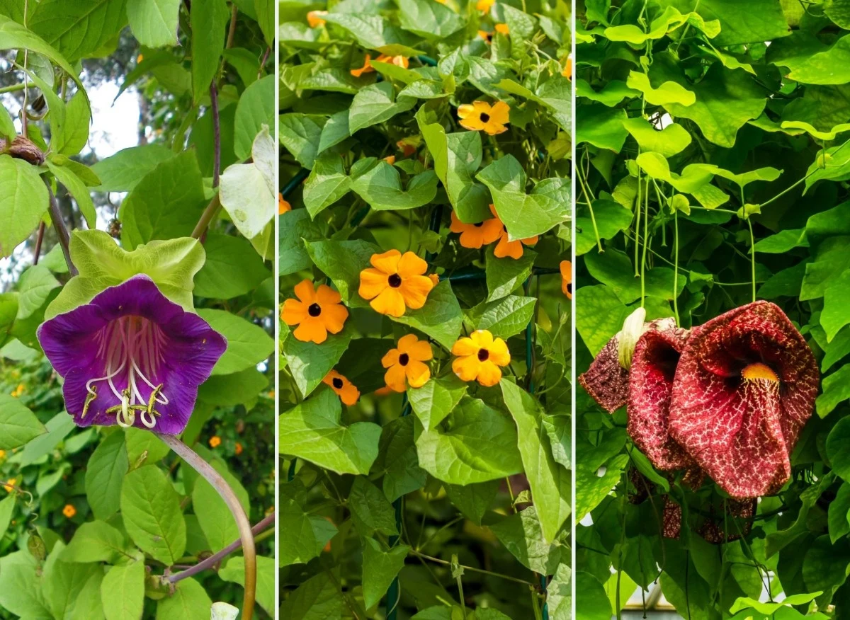 Istnieje wiele odmian roślin, które raz wysiane radzą sobie same
