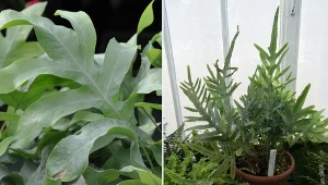 Flebodium albo paproć złocista to jedna z najciekawszych paprotek uprawianych w domach.