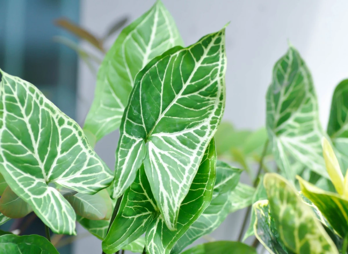 Zroślicha pięknie prezentuje się we wnętrzach