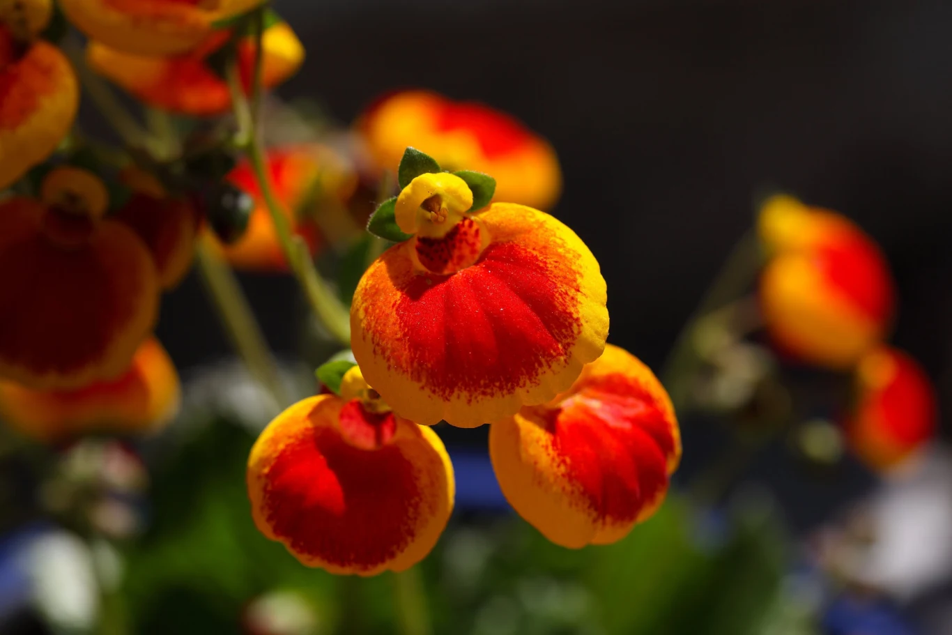 Pantofelka najlepiej ustawić na północnym parapecie