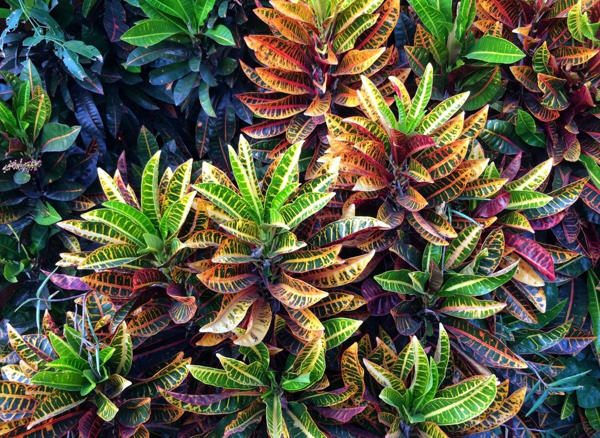 Kroton to bardzo piękna i dość popularna w naszym kraju roślina doniczkowa